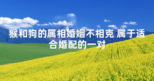 猴和狗的属相婚姻不相克 属于适合婚配的一对
